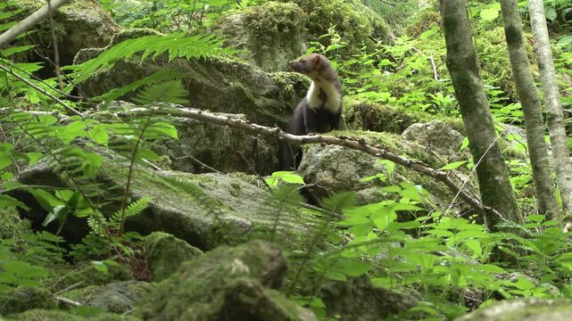 Martes foina faina animal marten