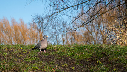 samotny gołąb szukajcy partnerki na skwerku © rob