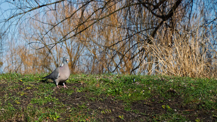 samotny gołąb szukajcy partnerki na skwerku © rob