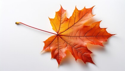 Fototapeta premium autumn maple leaf isolated on white background hd and realistic