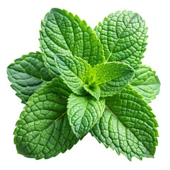 Mint Leaves with Transparent Background
