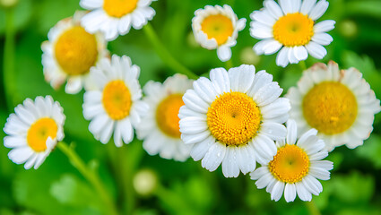Obraz premium Close-up of several white daisies with yellow centers blooming in a lush green field