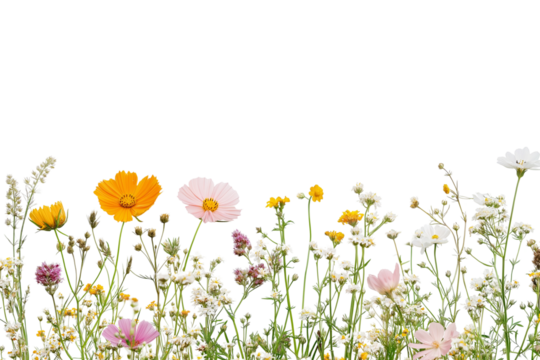 Dainty Wildflower Border Isolated on Transparent Background