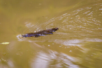Close Up of Platypus (Ornithorhynchus anatinus) swimming in Peterson Creek, Yungaburra, Queensland,...