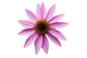 Wild Echinacea Bloom on Clean White Background