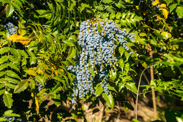 Japanese barberry, Berberis japonica, with fruits on a spring day, Switzerland