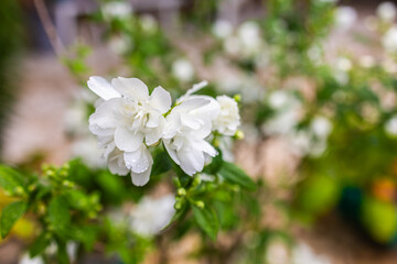 White flowers in bloom with morning dew. A symbol of tenderness and freshness captured in a soft, natural setting. Copy space