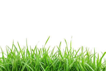 Fototapeta premium Isolated Patch of Healthy Grass on Transparent Background