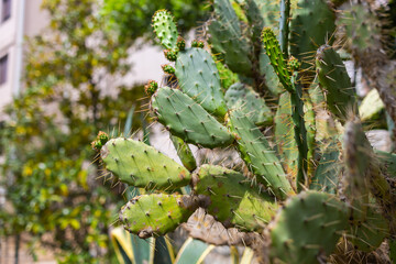 Close-up view of prickly pear cactus in urban garden. Natural texture, botanical detail and resilient growth in a warm Mediterranean setting.