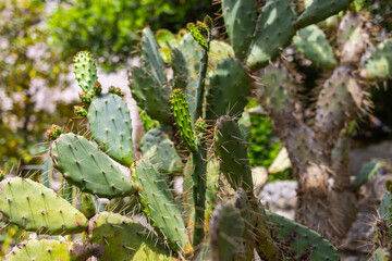 Close-up view of prickly pear cactus in urban garden. Natural texture, botanical detail and...