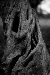Close-up of an old, weathered tree trunk captured in black and white. The image highlights the deep...