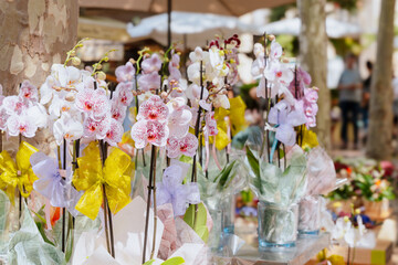 Variety of Colorful Potted Orchids Plants With Decorative Ribbons