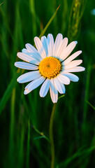 Obraz premium Single white daisy flower in green grass field, illuminated by sunlight