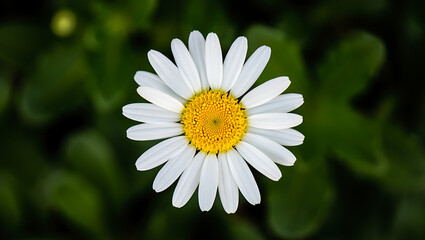 Close-up of a single white daisy with yellow center, blooming in a lush green garden.