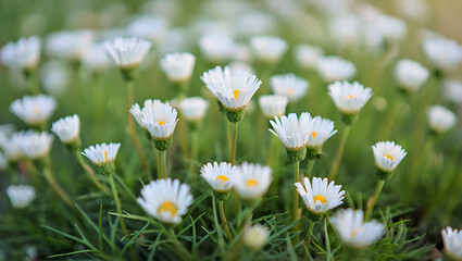 Close-up of white daisies blooming in a lush green field, springtime