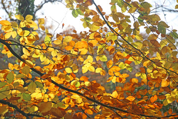 Beech leaves on a tree in Autumn