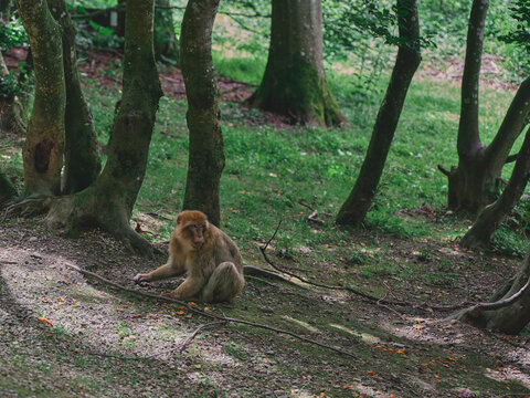 An ape sitting on the ground in Affenberg (Monkey Hill) in Salem, Germany - Powered by Adobe