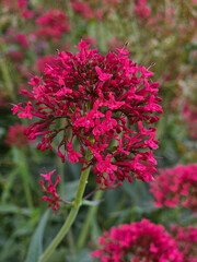 detailed view of a bright red valerian flower in full bloom, standing out against a soft-focus...