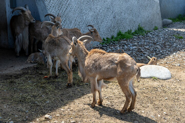 goat on the farm