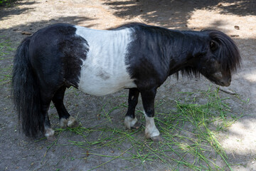 black and white horse