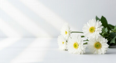 Obraz premium A bouquet of white daisies with yellow centers on a white surface, with sunlight streaming in from the top left corner.