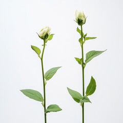 Obraz premium White rose buds rise against a simple background