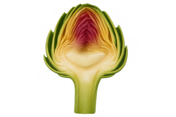 Cross section of an artichoke revealing its vibrant colors and intricate layers, isolated on a transparent background