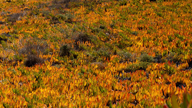 Chilean doca plant growing along the coast