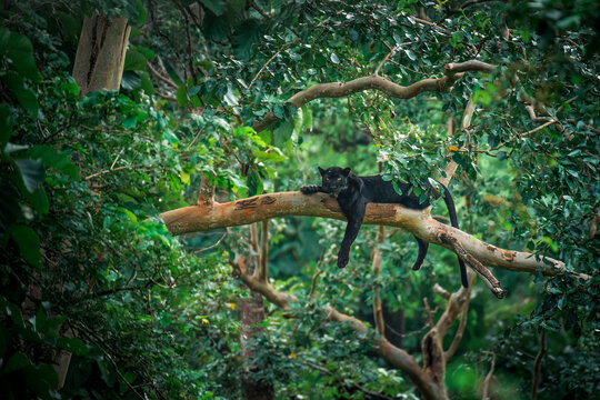 A majestic black panther rests on a tree branch deep within the lush Kabini forest, blending into the vibrant canopy in a rare moment of stillness and stealth, embodying the wild's true spirit. 