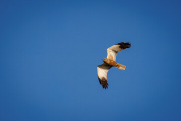 An adult male western marsh harrier flies in the blue sky on a sunny summer evening with copyspace.