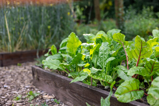 Closeup of fresh green chard or beet leaves growing in a raised garden bed. Organic homegrown greens in summer backyard garden. Sustainable farming and healthy food. Copyspace