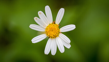 Fototapeta premium Close-up view of a single white daisy with a yellow center, blooming outdoors against a blurred green background.