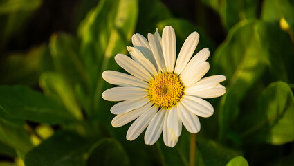 Obraz premium Close-up of a single white daisy flower blooming in a garden of green leaves during sunset