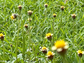 green grass background with small flowers
