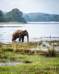Wild Sri Lankan elephant grazing peacefully in shallow lake water, captured in a serene natural habitat.  Wildlife and Travel.