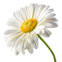 Fototapeta premium A Beautiful Shot of White Daisy Flower in a Full Bloom 