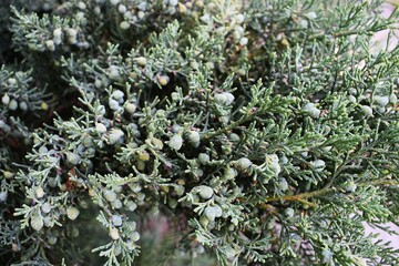 close up of a tree