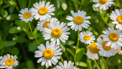 Obraz premium Close-up of white daisies blooming in a lush green field, sunny day