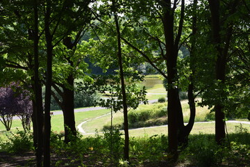 morning in the woods