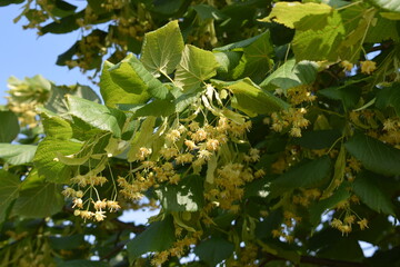 green leaves of a tree