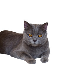 Chartreux breed gray cat with orange eyes lying down isolated cutout on transparent