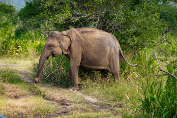 Wild Sri Lankan elephant seen on safari in a national park, tropical wildlife in natural surroundings