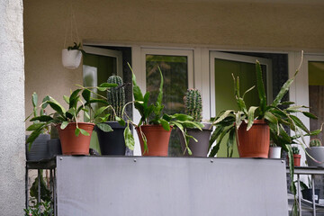 The flower pots on the balcony are various houseplants, including cacti and epiphyllomas.