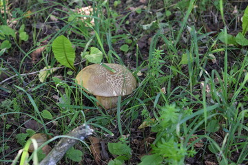 mushroom in the grass
