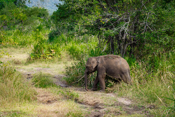 Wild Sri Lankan elephant seen on safari in a national park, tropical wildlife in natural surroundings