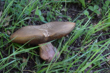 mushroom in the forest
