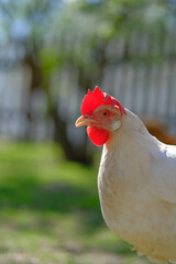A white chicken with a prominent red comb and wattle stands on green grass in sunlight.