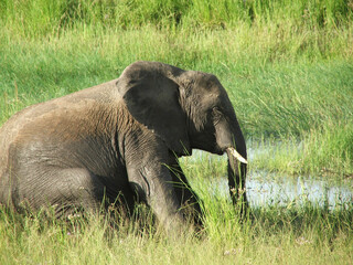 Majestic African Elephant Grazing in Tall Grass