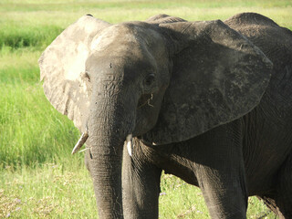 Majestic African Elephant in Natural Habitat