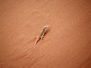 Lizard on Desert Sand of Dune 45 in the Namib Desert
